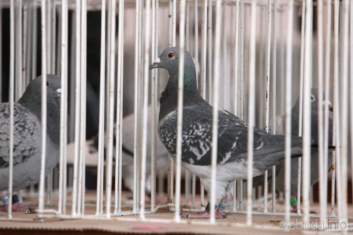 Foto: V sále křesetické hospody U Nevolů v sobotu obdivovali poštovní holuby