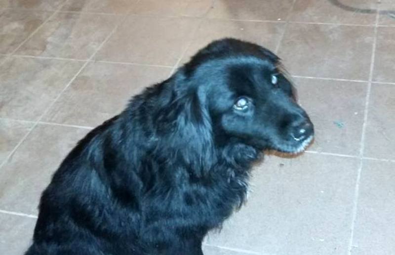 V obci Žáky u Čáslavi byl nalezen pes, pomůžete najít domov?