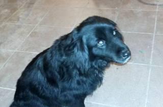 V obci Žáky u Čáslavi byl nalezen pes, pomůžete najít domov?