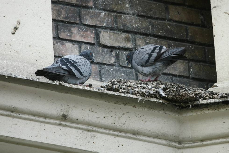 Odstřel holubů v kolínském ZZN Polabí bude probíhat do konce března
