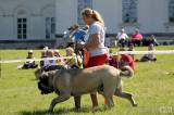 20170527112210_IMG_6318: Foto: Na výstavě psů na zámku Kačina bylo k vidění téměř tři stovky psů 65 plemen
