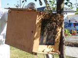 20170603075748_DSCN4818: Do Jeníkovské ulice v Čáslavi přivolali k roji včelaře