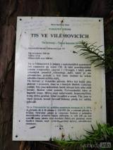 20170627222615_DSCN5752: Nejstarší tis ve střední Evropě najdete ve Vilémovicích u Ledče nad Sázavou!