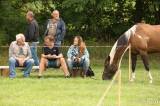 20170812175519_5G6H1154: Foto: Na sobotním „odpoledni s koňmi“ v Čestíně si užili spoustu soutěží