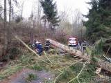20171029184626_cestin04: Dobrovolní hasiči zasahovali u třinácti případů popadaných stromů