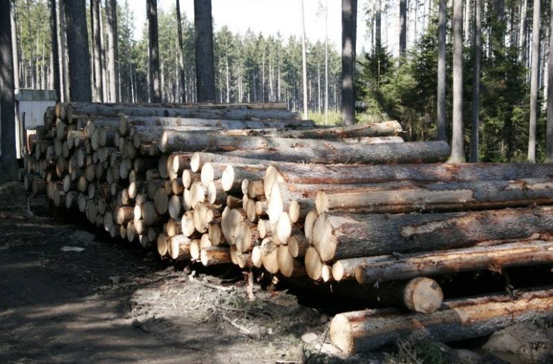   Těžba v lesích na Kaňku bude pokračovat, k zemi padnou stovky suchých stromů 