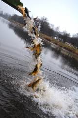 20180327163925_dsc_9375: Foto: Kolínští rybáři v úterý vysadili do vody 8 000 kaprů!