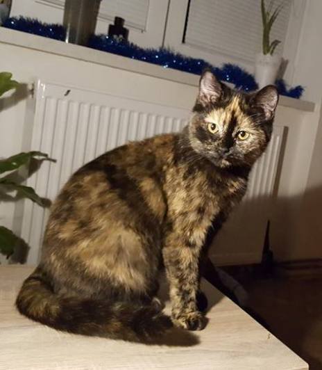 V Čáslavi hledají kočičku Shiny, naposledy ji viděli v ulici Jablonského
