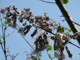 20180429215746_DSCN4515: V Čáslavi kvetou čínské národní stromy - paulownie plstnaté