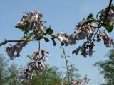 20180429215749_DSCN4525: V Čáslavi kvetou čínské národní stromy - paulownie plstnaté