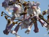 20180429215751_caslav0510: V Čáslavi kvetou čínské národní stromy - paulownie plstnaté