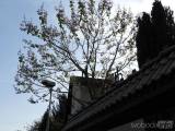 20180429215752_caslav0511: V Čáslavi kvetou čínské národní stromy - paulownie plstnaté