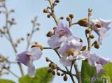 20180429215756_caslav0521: V Čáslavi kvetou čínské národní stromy - paulownie plstnaté