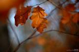 20181105085330_45447396_909127092610659_396489669707038720_o: Foto: Pouliční fotograf zachytil v Borkách krásné barvy podzimu