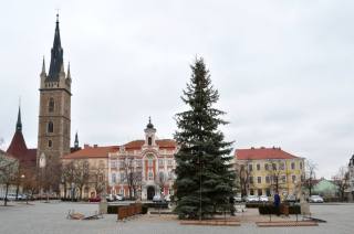 Vánoční strom v Čáslavi rozsvítí v neděli 2. prosince odpoledne