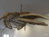 20190225172934_1: V malešovském muzeu můžete vidět kostru velryby