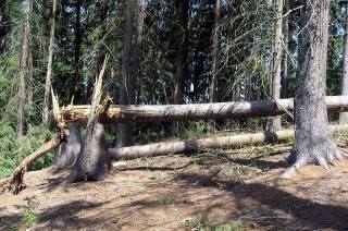 Silný vítr vyvracel stromy v Pečkách