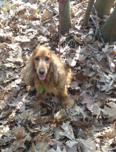 U čistírny v Borkách někdo v lese uvázal psa, policisté jej převezli do kolínského útulku