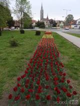 20190424221952_9: Stovky tulipánů kvetou v Čáslavi - „městu zeleně“