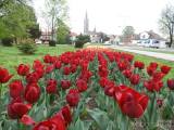 20190424221957_DSCN4008: Stovky tulipánů kvetou v Čáslavi - „městu zeleně“