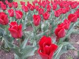 20190424221958_DSCN4016: Stovky tulipánů kvetou v Čáslavi - „městu zeleně“