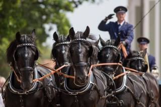 V Národním hřebčíně Kladruby nad Labem se uskutečnil „Den starokladrubského koně“