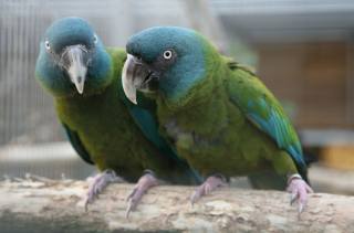 Vzácný papoušek z Peru ulétl na Pardubicku