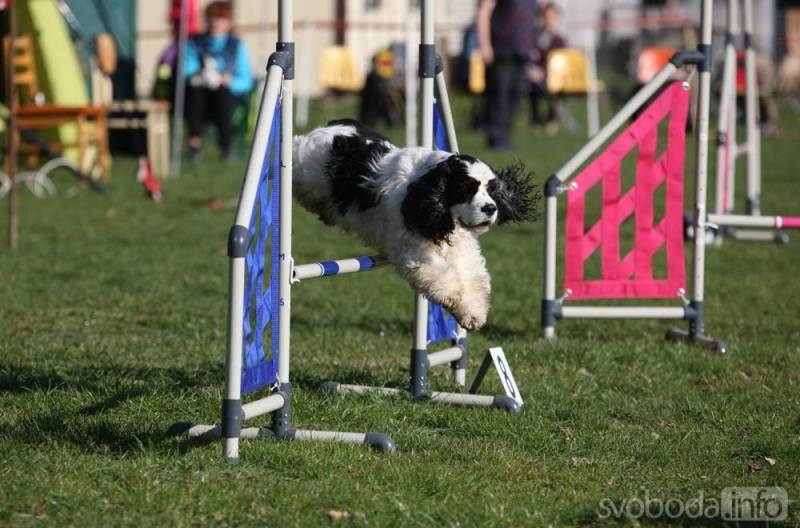 Na kutnohorských překážkách připravili další psí závody agility