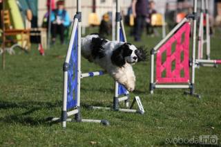 Na kutnohorských překážkách připravili další psí závody agility