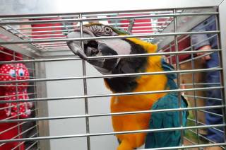 Nepovolený výlet papouška Čika skončil ve Zdeslavicích
