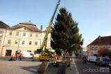 20191119122832_5G6H1318: Foto: Letošní vánoční strom Kutné Hoře věnovali Muchovi ze Svatého Mikuláše