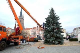 Vánoční strom v Čáslavi rozsvítí v neděli 1. prosince