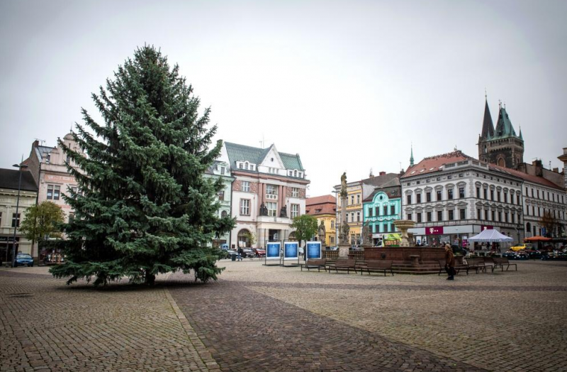 Kolínský vánoční strom doputoval v pondělí 25. listopadu na Karlovo náměstí