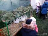 20191201222105_zehuby185: Foto: Vánoční strom v Zehubech rozsvítil anděl za vydatné pomoci dětí