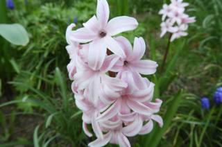 Také v Čáslavi kvetou hyacinty