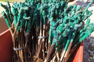 TIP: Vinné sklepy Kutná Hora nabízejí sazenice révy vinné pro letošní výsadbu