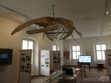 20201014205021_DSCN4877: Kostra velryby v místním muzeu - Záhadu psa na kostele v Malešově objasnila Martina Kamenářová