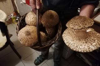 Přišla sezona podzimní houby - Bedly jedlé