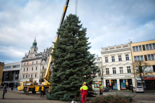 Také Kolín má svůj vánoční strom