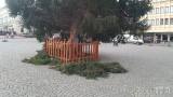 20201207125517_strom03: Vánoční strom na Palackého náměstí v Kutné Hoře je zachráněn!