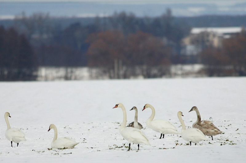 Z důvodu dalšího potvrzení výskytu ptačí chřipky v ČR bylo vydáno celostátní opatření 