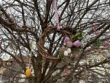 20210327201605_IMG_8111: Velikonoční stromy poprvé v Kutné Hoře díky osadníkům!