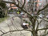 20210327201605_IMG_8115: Velikonoční stromy poprvé v Kutné Hoře díky osadníkům!