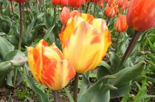 Rozkvetlé tulipány v Čáslavi připomínají Holandsko