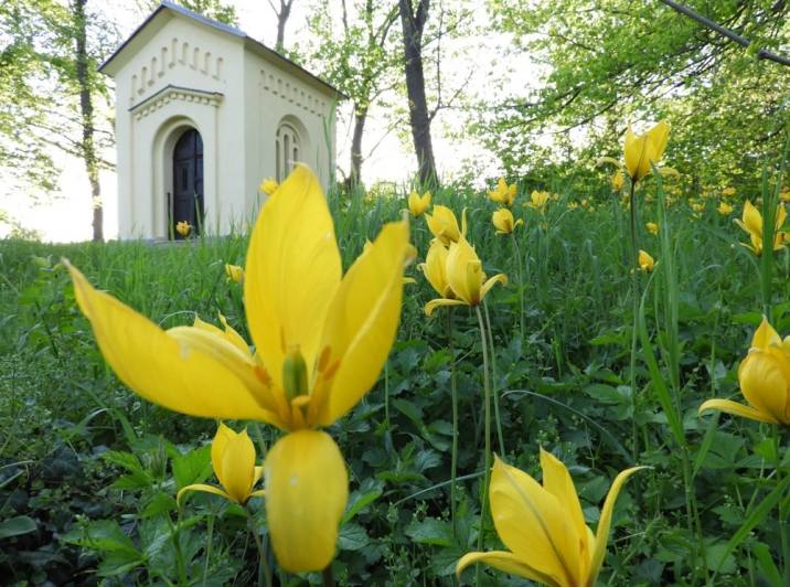 Středomoří evokují botanické tulipány v Čáslavi