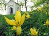 20210513094636_1: Středomoří evokují botanické tulipány v Čáslavi