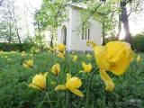 20210513094637_13: Středomoří evokují botanické tulipány v Čáslavi