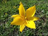 20210513094638_2: Středomoří evokují botanické tulipány v Čáslavi