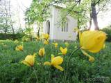 20210513094638_3: Středomoří evokují botanické tulipány v Čáslavi