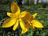 20210513094638_4: Středomoří evokují botanické tulipány v Čáslavi
